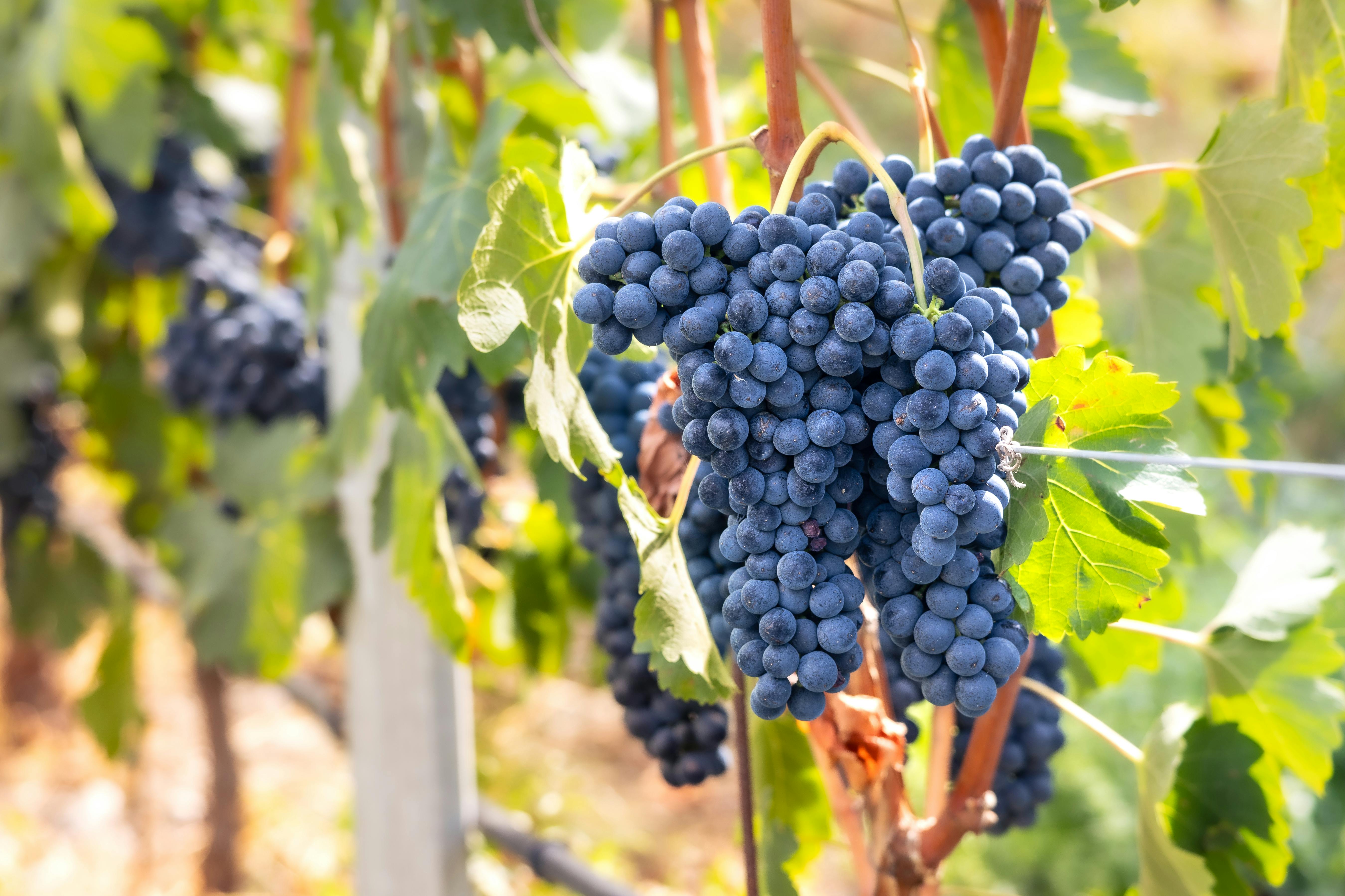 Syrah