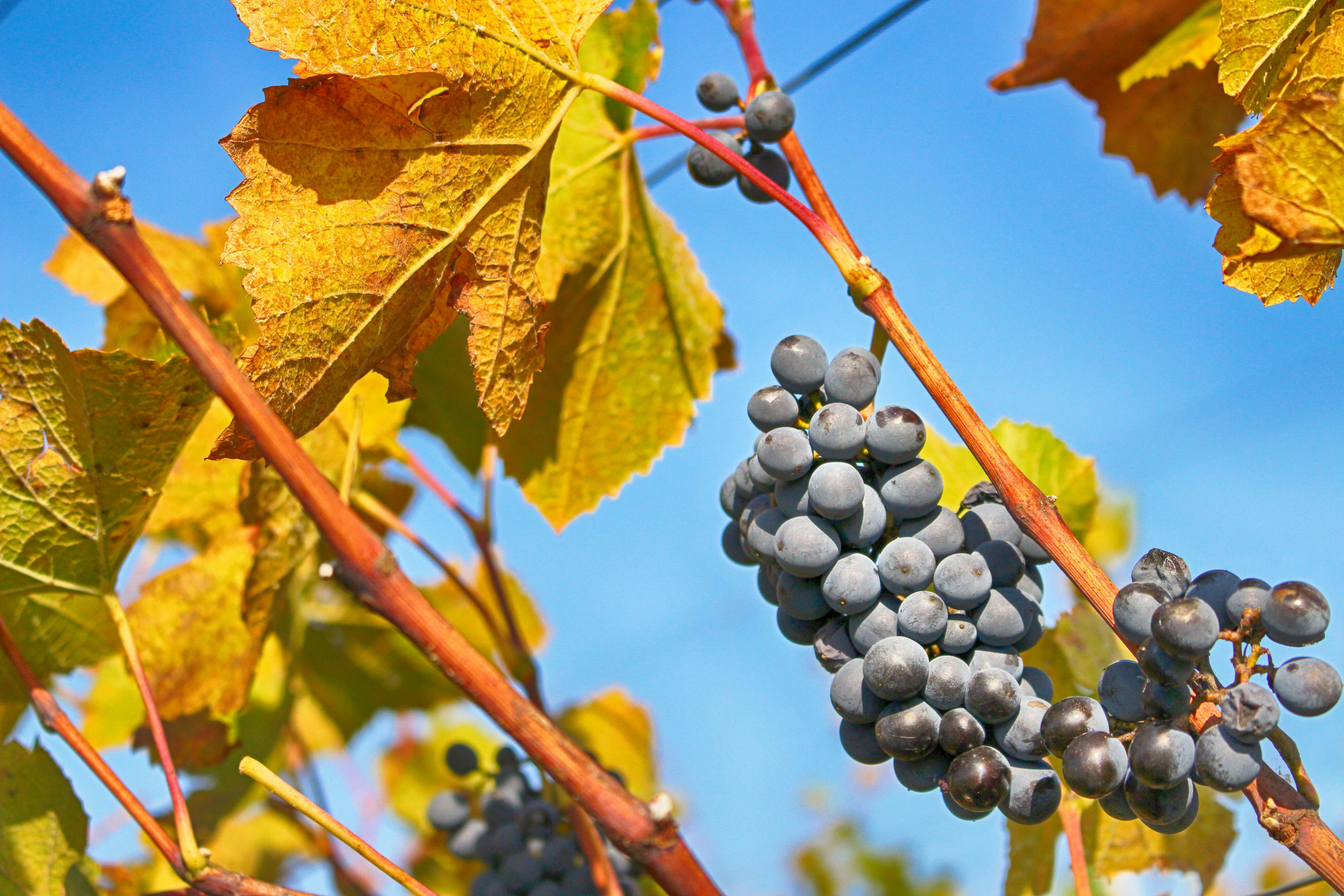 Sangiovese